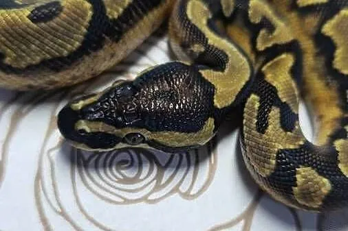 Wąż pyton królewski, python regius samiec, Dolnośląskie, Wrocław