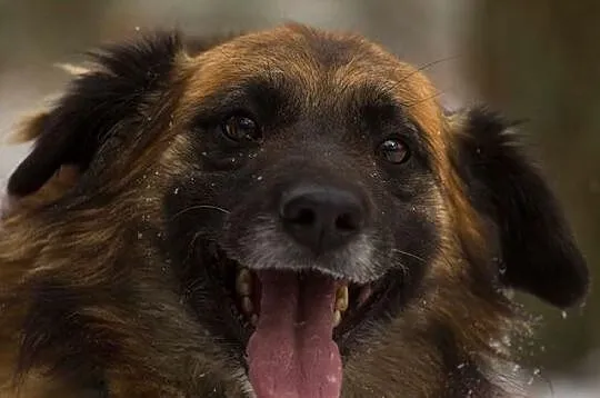 Lemmy, pogodny kudłacz, przyjazny psiak do adopcji!