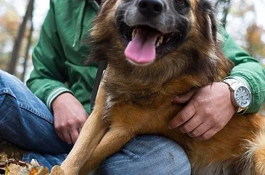 Lemmy, pogodny kudłacz, przyjazny psiak do adopcji