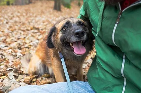 Lemmy, pogodny kudłacz, przyjazny psiak do adopcji