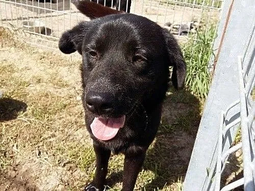 Woody - przyjazny psiak w typie labradora szuka do