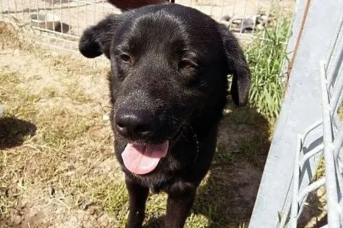 Woody - przyjazny psiak w typie labradora szuka do