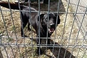 Woody - przyjazny psiak w typie labradora szuka do