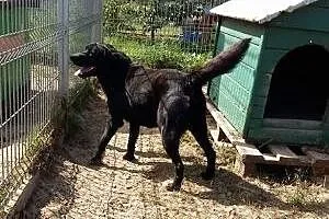 Woody - przyjazny psiak w typie labradora szuka do