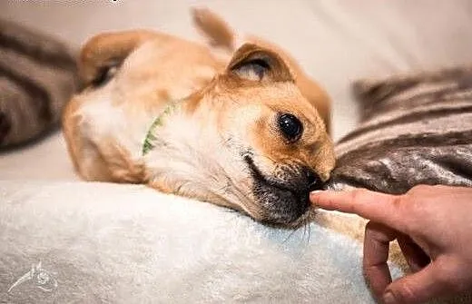Malutka Pralina dzień każdy umila!, świętokrzyski