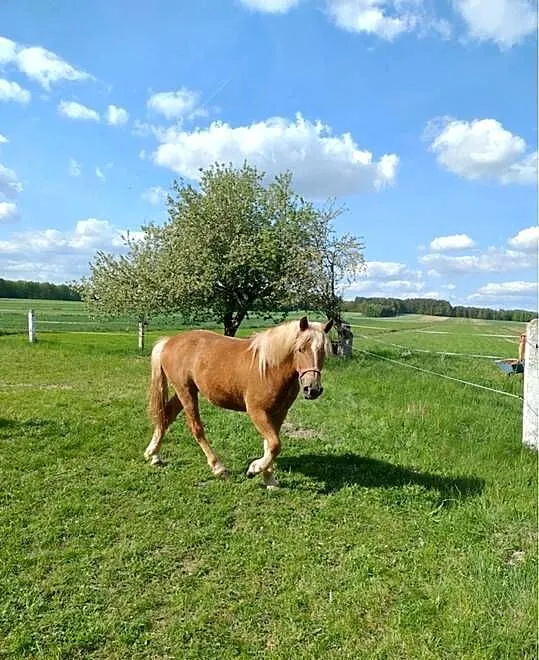 Klacz typ zimnokrwisty, Śląskie, Dębie