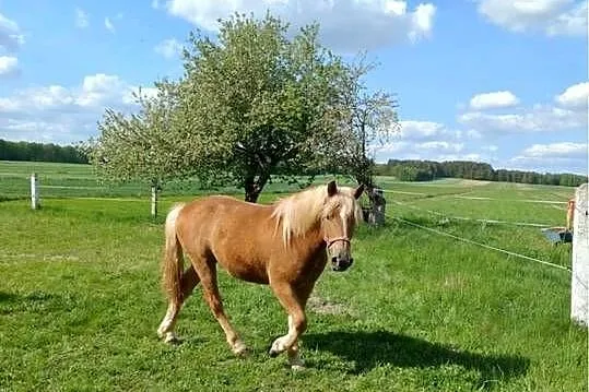 Klacz typ zimnokrwisty