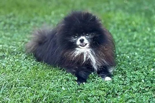 Szpic pomeranian Karl