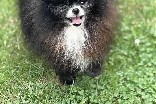 Szpic pomeranian Karl, Śląskie, Poniszowice