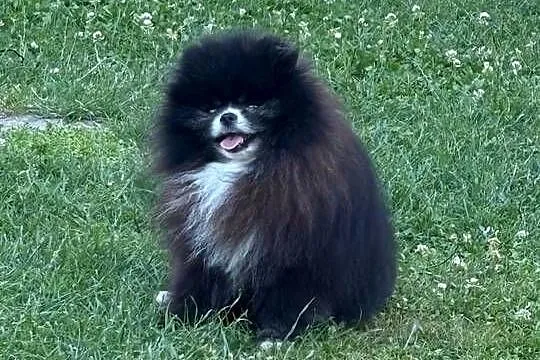 Szpic pomeranian Karl, Śląskie, Poniszowice
