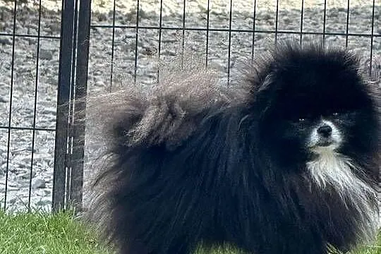 Szpic pomeranian Karl, Śląskie, Poniszowice
