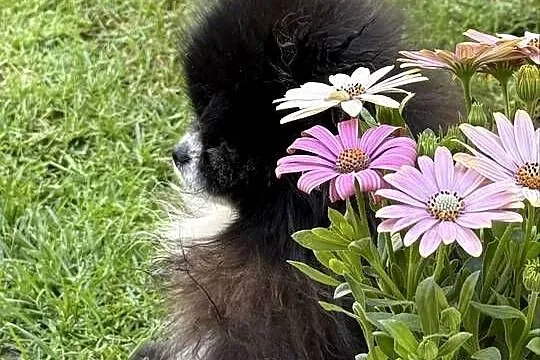 Szpic pomeranian Karl, Śląskie, Poniszowice