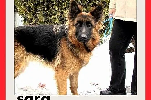 SARA,owczarek niem.młoda,przyjazna suka do spokojnego domu.ADOPCJA,  śląskie Katowice