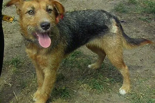 Młoda sunia w typie teriera ,  mazowieckie Warszaw