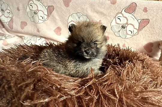Szpic Miniaturowy