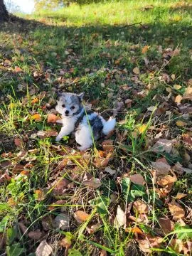 Grzywacz chiński  śliczna mini suczka puff'ka będzie bardzo malutka, , Kraków