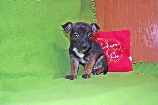 Malenkie szczeniaczki 6-7 tyg,adopcja!!, świętokr