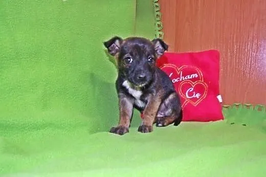Malenkie szczeniaczki 6-7 tyg,adopcja!!,  świętokr