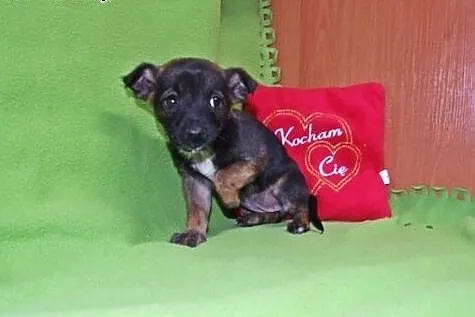 Malenkie szczeniaczki 6-7 tyg,adopcja!!,  świętokr