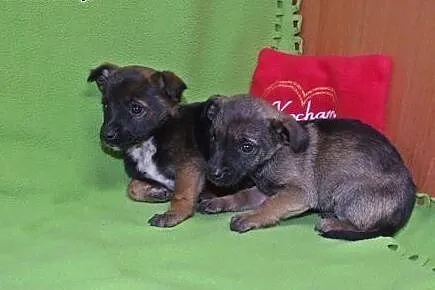 Malenkie szczeniaczki 6-7 tyg,adopcja!!,  świętokr