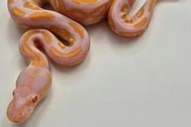 Pyton królewski Black Pastel Albino samica