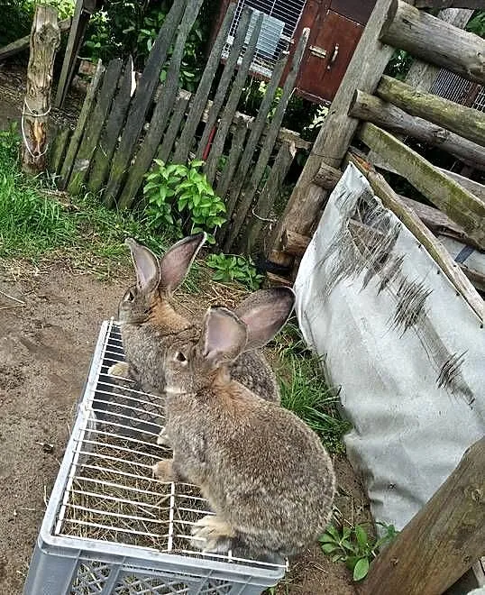 Sprzedam młode dwa samcę.., Mazowieckie, Przeradz Wielki