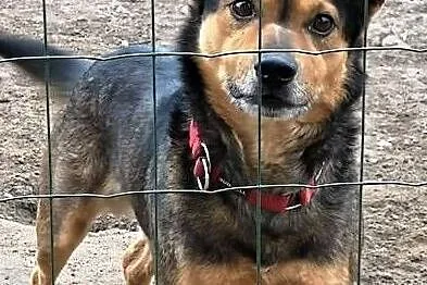 MISIO - kochany, łagodny psiak szuka domu,