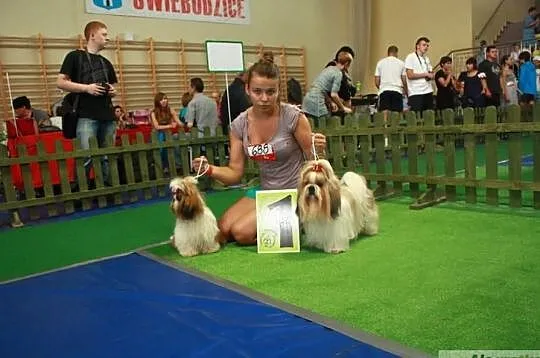 Shih Tzu- reproduktor Champ. Pl. z upraw. FCI