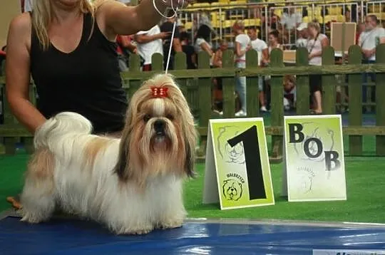 Shih Tzu- reproduktor Champ. Pl. z upraw. FCI