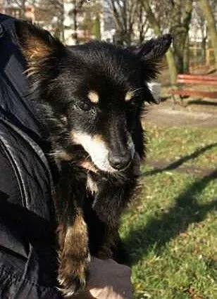 Maleńka suczka szuka domu na spokojną starość, ma