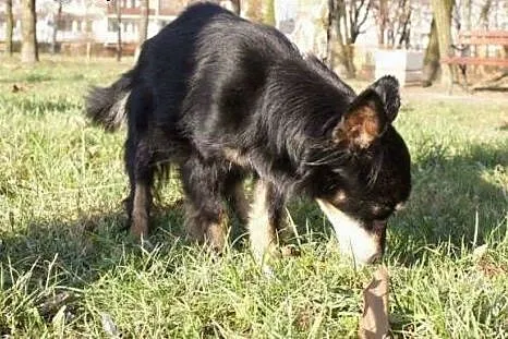Maleńka suczka szuka domu na spokojną starość,  ma