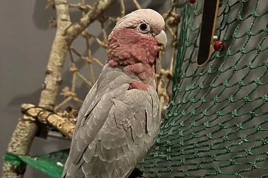 Papuga kakadu różowa