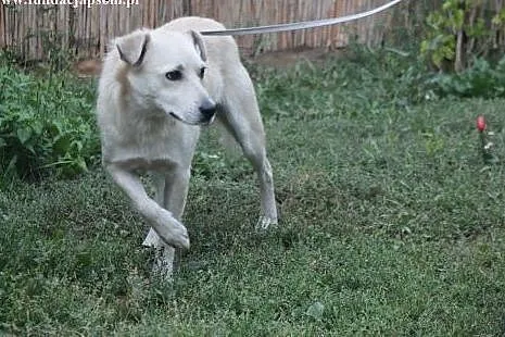 Tango- spokojny przytulasek czeka na dom!,  mazowi