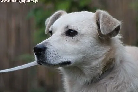 Tango- spokojny przytulasek czeka na dom!,  mazowi