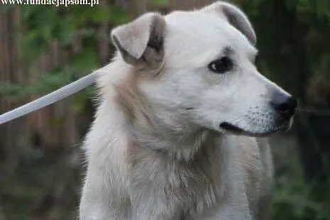 Tango- spokojny przytulasek czeka na dom!,  mazowi
