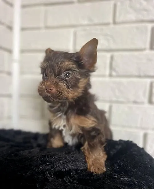Yorkshire terrier piesek czekoladowy, Mazowieckie, Wyszków