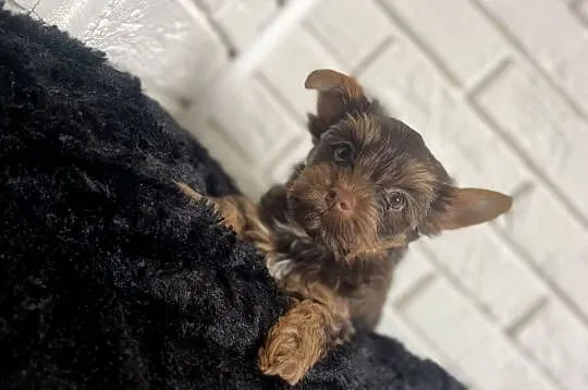 Yorkshire terrier piesek czekoladowy, Mazowieckie, Wyszków