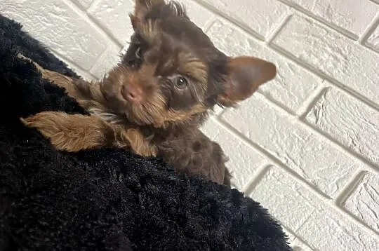 Yorkshire terrier piesek czekoladowy, Mazowieckie, Wyszków