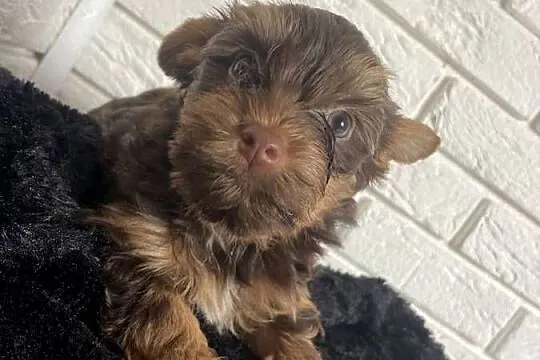 Yorkshire terrier piesek czekoladowy, Mazowieckie, Wyszków
