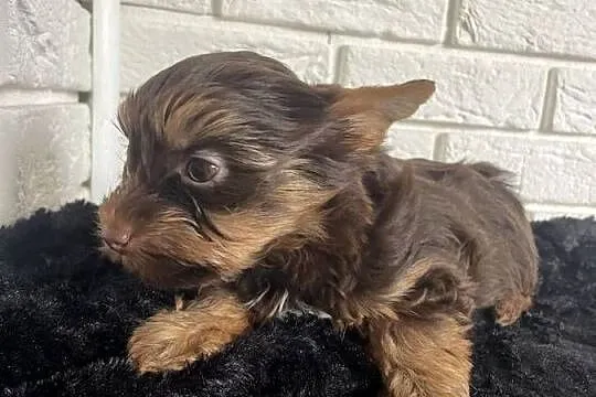 Yorkshire terrier piesek czekoladowy, Mazowieckie, Wyszków