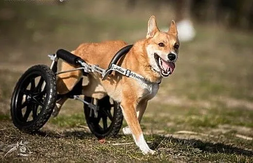 TOFFIK - dwa kółka ma i Ludzi mocno kocha :), dol