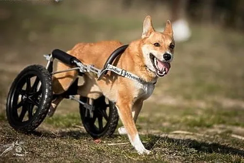 TOFFIK - dwa kółka ma i Ludzi mocno kocha :),  dol