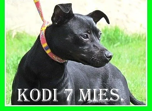 7 mies.rasowy pinczer,wesoły,aktywny piesek KODI.A