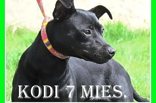 7 mies.rasowy pinczer,wesoły,aktywny piesek KODI.A