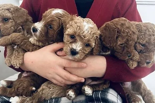 Urocze Maltipoo