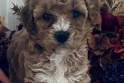 Urocze Maltipoo, Podkarpackie, Czudec