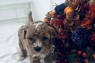 Urocze Maltipoo, Podkarpackie, Czudec
