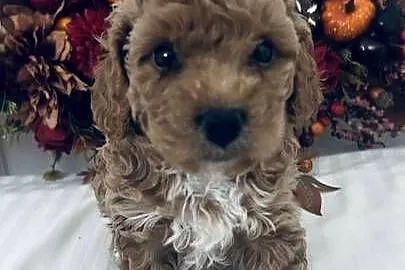 Urocze Maltipoo, Podkarpackie, Czudec
