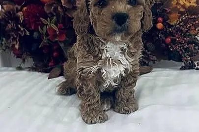 Urocze Maltipoo, Podkarpackie, Czudec