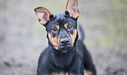 OTOZ Animals - Czorcik - 5.mies. kochany, szalony